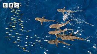 Hundreds of sharks attack tropical fish  BBC [upl. by Tepper]