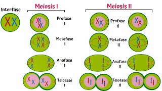 Meiosis Paso a Paso [upl. by Ydwor903]