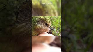 The Flightless Fatty  Kakapo [upl. by Phelia]