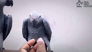 Beautiful african gray parrot baby in bangladeshবাংলাদেশের বিদেশি আফ্রিকান পাখি RKSBIRDHOUSE [upl. by Comfort307]