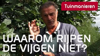 Waarom rijpen de vijgen niet  Herfst  Tuinmanieren [upl. by Tnairb]