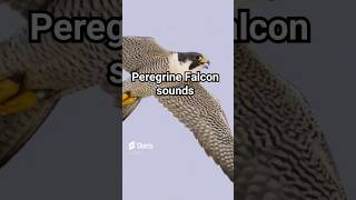 Peregrine Falcon sounds [upl. by Dazhehs]