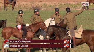 Final  Campeonato de España de Galgos 2019 [upl. by Lechner]