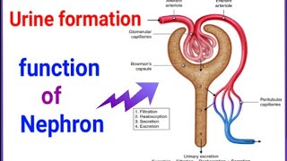 Structure of the NEPHRON Alevel Biology Ultrafiltration and selective reabsorption in the kidney [upl. by Ephraim]