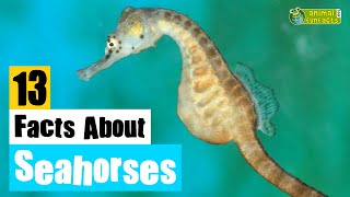 13 Facts About Seahorses  Learn All About Seahorses  Animals for Kids  Educational Video [upl. by Winnifred]