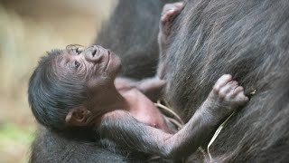 Cleveland Zoo introduces baby gorilla and its a cuteness overload [upl. by Elyse]