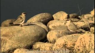 Pratincoles by the Kalagarh dam Corbett [upl. by Nerrej994]