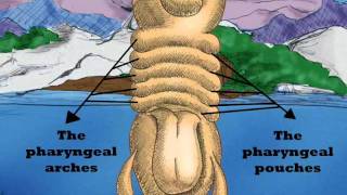 Embryology and thyroid gland [upl. by Eilatan]