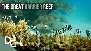 The Underwater Paradise Of Australia  Great Barrier Reef  Nature Documentary  Documentary Central [upl. by Perrine]