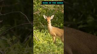 DikDik Diaries Tiny Antelope Big Adventures [upl. by Amorita]