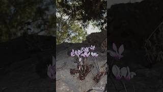 רקפת מצויה זן סתווי 🎗 Cyclamen persicum [upl. by Ytissac]