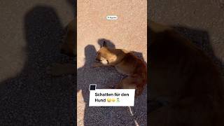 Endlich mal nützlich gewesen und das bei 35 Grad 😌🤝👤straßenhund ägypten heiß sonne [upl. by Gilleod625]