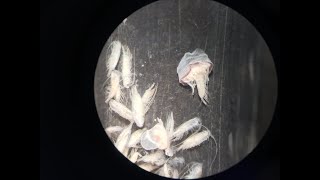 Blue jellyfishlike organism wash ashore in Pacific Beach [upl. by Eikcin]