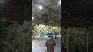 ubfarenakuningan birds vlog travel nature andreramboofficial kicaumania [upl. by Eadas]