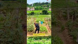 Agricultores Japoneses vivem isolados do mundo roça plantas shorts [upl. by Daigle]