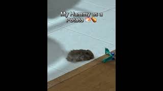 My hammy as a potato 🐹🥔🐹🥔 shorts hamster cute potato pets pet fyp [upl. by Elokin763]