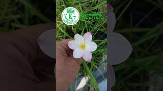 Zephyranthes Ume No Hana [upl. by Bab]