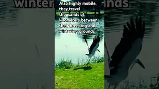 Watch Epic Storks Take FLIGHT Incredible Nature Encounter shorts Nature Wildlife🌅🐦 [upl. by Pavla]