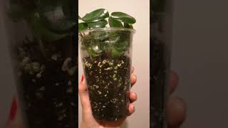 peperomia raindrop propagation from leave [upl. by Humfrid]