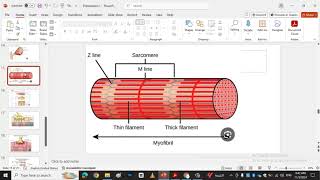 skeletal muscle contraction muscle [upl. by Silda]