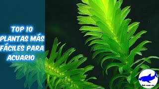 las 10 plantas más fáciles para acuario [upl. by Eileek]