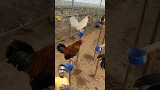 Exciting giant chicken farm chicken farming shortsvideo [upl. by Enajiram]