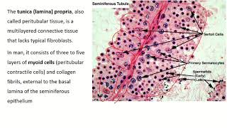 An InDepth Look at Seminiferous Tubule Histology [upl. by Siriso]