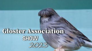 Gloster Canary Show [upl. by Tayib]