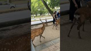 Deer walking in the fild shorts deer wildlifejourney [upl. by Aihsemat]