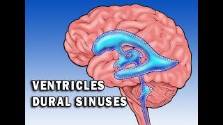 Circulation in Ventricles and Dural Sinuses [upl. by Eojyllib134]