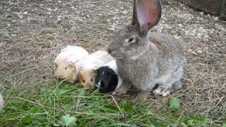 Kaninchen Hasen Meerschweinchen Riesenschecken Deutsche Riesen am Ferienhof Sturmgut [upl. by Rehprotsirhc]