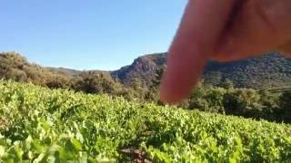 Uva Cinsault o Samson en Minervoi [upl. by Narcissus]