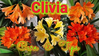 Clivia  Care and Growing Tips [upl. by Horgan]