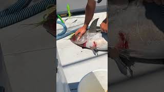 Most Humane Way To Kill A Tuna Best For Fish amp Preserves Meat shorts [upl. by Arriec802]