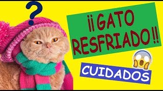 Como Curar a Mi Gato Resfriado de Gripe [upl. by Anidualc]