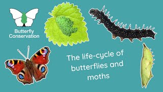 The Life Cycle of Butterflies and Moths [upl. by Sansone]