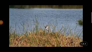 Garza real Webcam laguna Riet Vell seobirdlife [upl. by Post772]