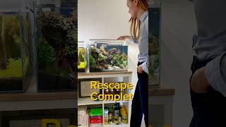 Rescape complet aquarium aquascape aquascaping fishtank fish fishkeeping [upl. by Rennug]