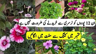 12  Plants To Grow From Cuttings in SeptemberPlants grow by cuttingsPermanent plants cuttings [upl. by Dnomaid]