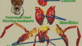 Cockroach dissection  Digestive system [upl. by Peale340]