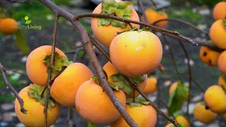 Know the Benefits of Persimmons See How Traditional Japanese Hoshigaki is Made with Dry Persimmons [upl. by Gittel]