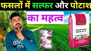 फसलों में Sulphur और पोटाश का महत्व ।। NPK 000050 ।। Sulphur Fertilizer ।। सल्फर और पोटाश का स्प्रे [upl. by Hanover]