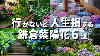 鎌倉あじさい名所６選 2024 ｜Kamakura Hydrangea [upl. by Daniella254]