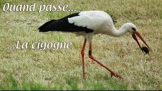 Quand passe la cigogne [upl. by Kally]