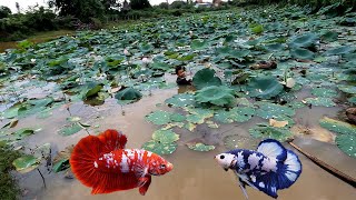 Top Betta Fishing Catch so Cute Giant Betta Fish in a Big Lotus Lake [upl. by Ainiger]