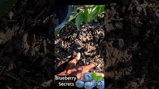 Blueberry bush secrets in 30 seconds garden gardening shorts [upl. by Yrag]