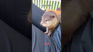 baby otter otter pets rescue animals [upl. by Hsirrap]