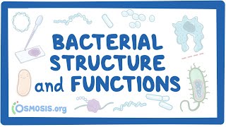 Bacterial Structure and Functions [upl. by Ariuqahs118]