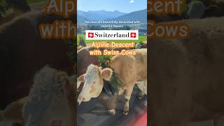 Alpine Descent 🐮 in Plaffeien Switzerland 🇨🇭 shorts travel switzerland [upl. by Notsuh]