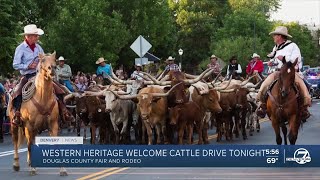 Cattle drive tonight in Castle Rock [upl. by Dixon]